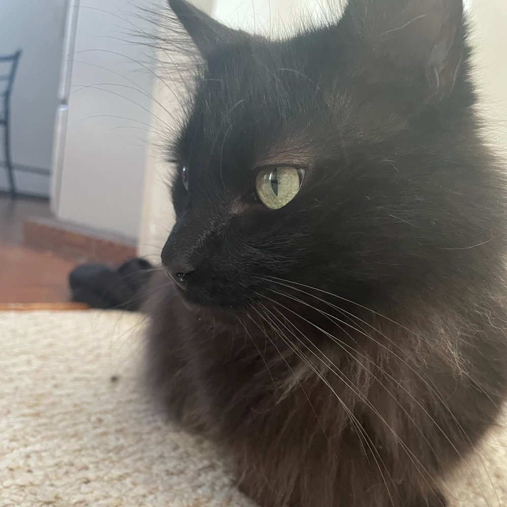 Meet your Posher, Brittany